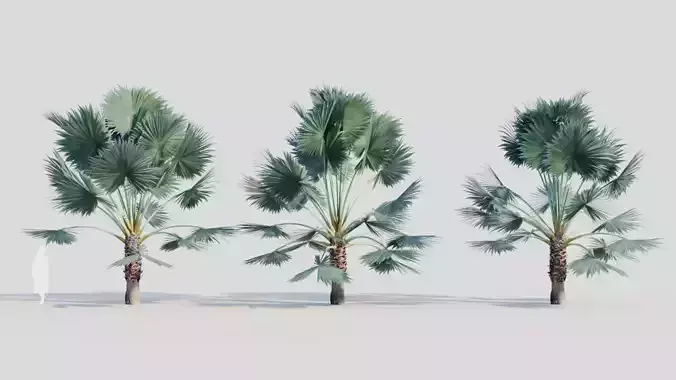 Bismarckia nobilis c