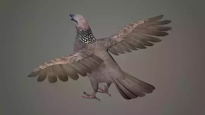 sparrow falcon eagle jay stork pelican swan