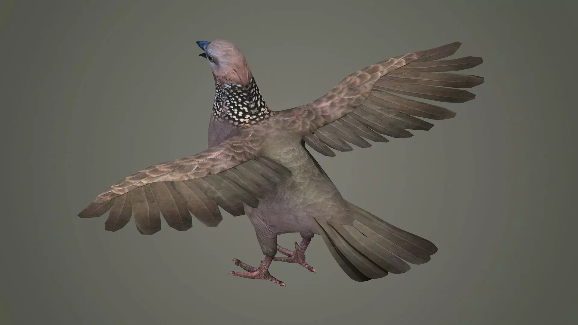 sparrow falcon eagle jay stork pelican swan 3D model_0