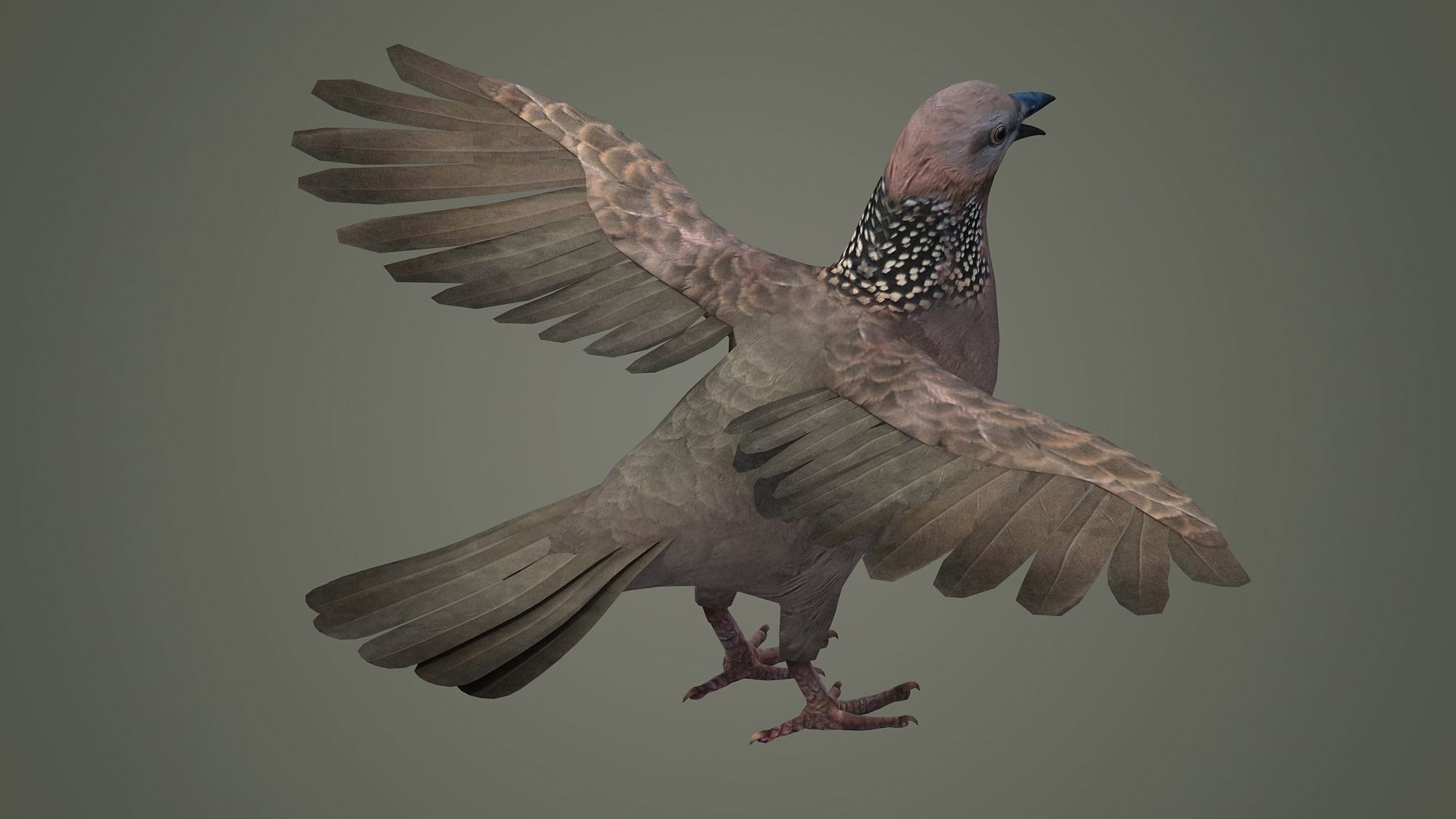 sparrow falcon eagle jay stork pelican swan 3D model_4