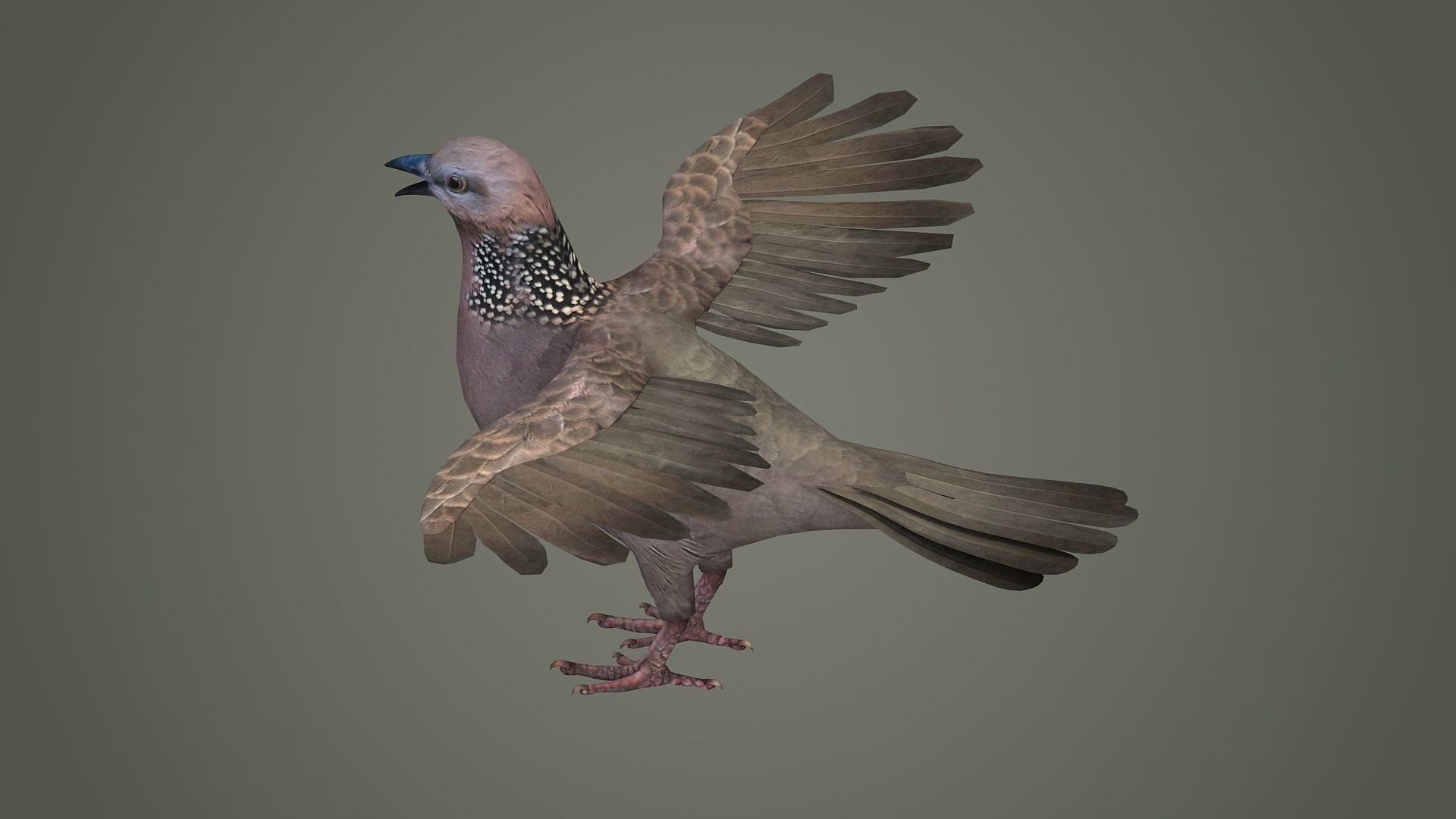sparrow falcon eagle jay stork pelican swan 3D model_3