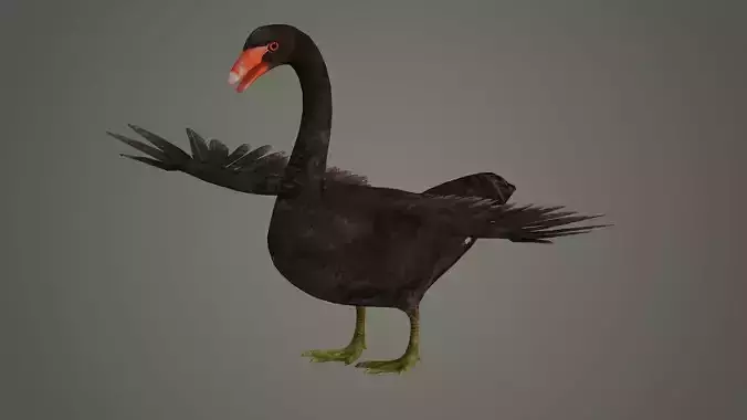 swan bird animal fly feather wing beak american north 