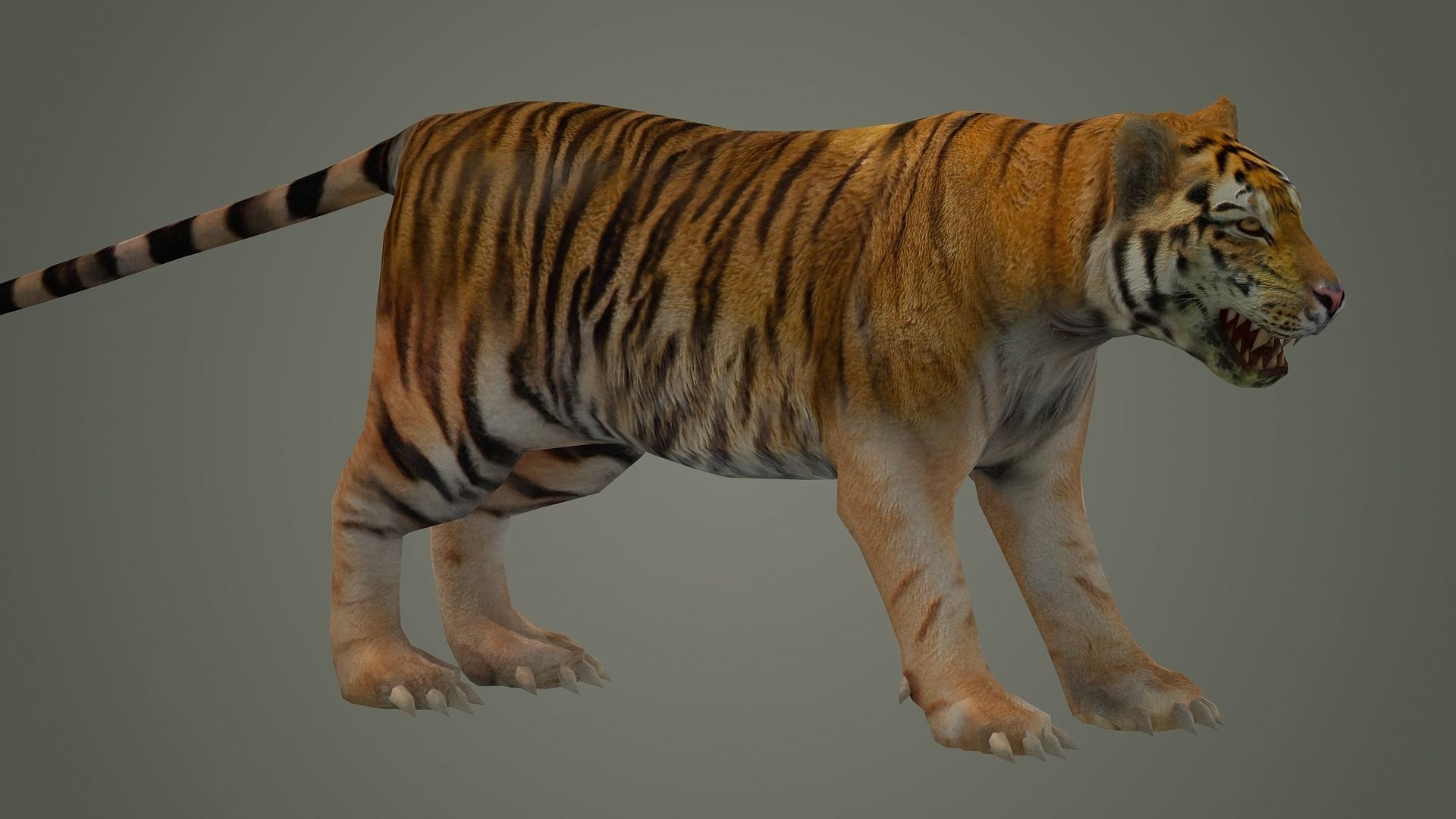 tiger wild cat lion zoo panther puma mammal nature panzer 3D model_4
