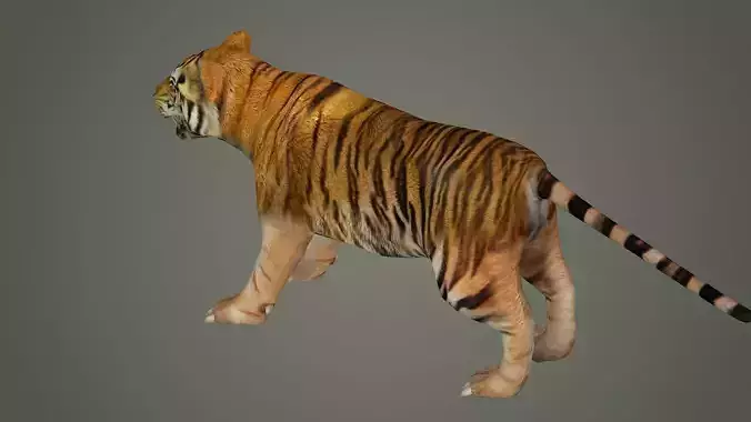 tiger wild cat lion zoo panther puma mammal nature panzer 3D model
