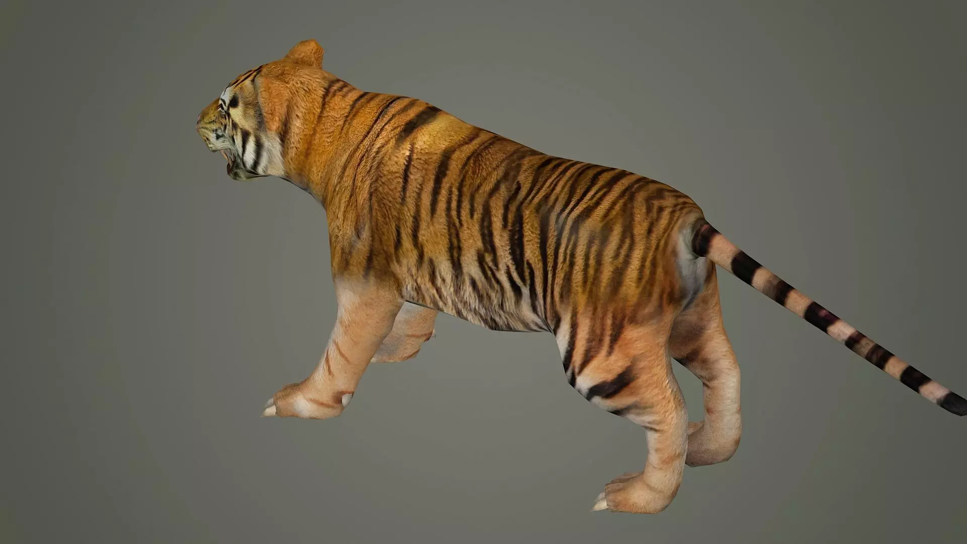 tiger wild cat lion zoo panther puma mammal nature panzer 3D model_0