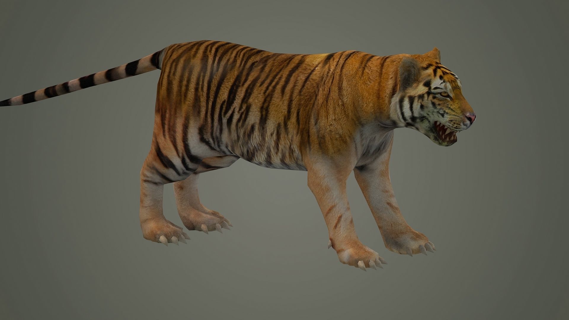 tiger wild cat lion zoo panther puma mammal nature panzer 3D model_2