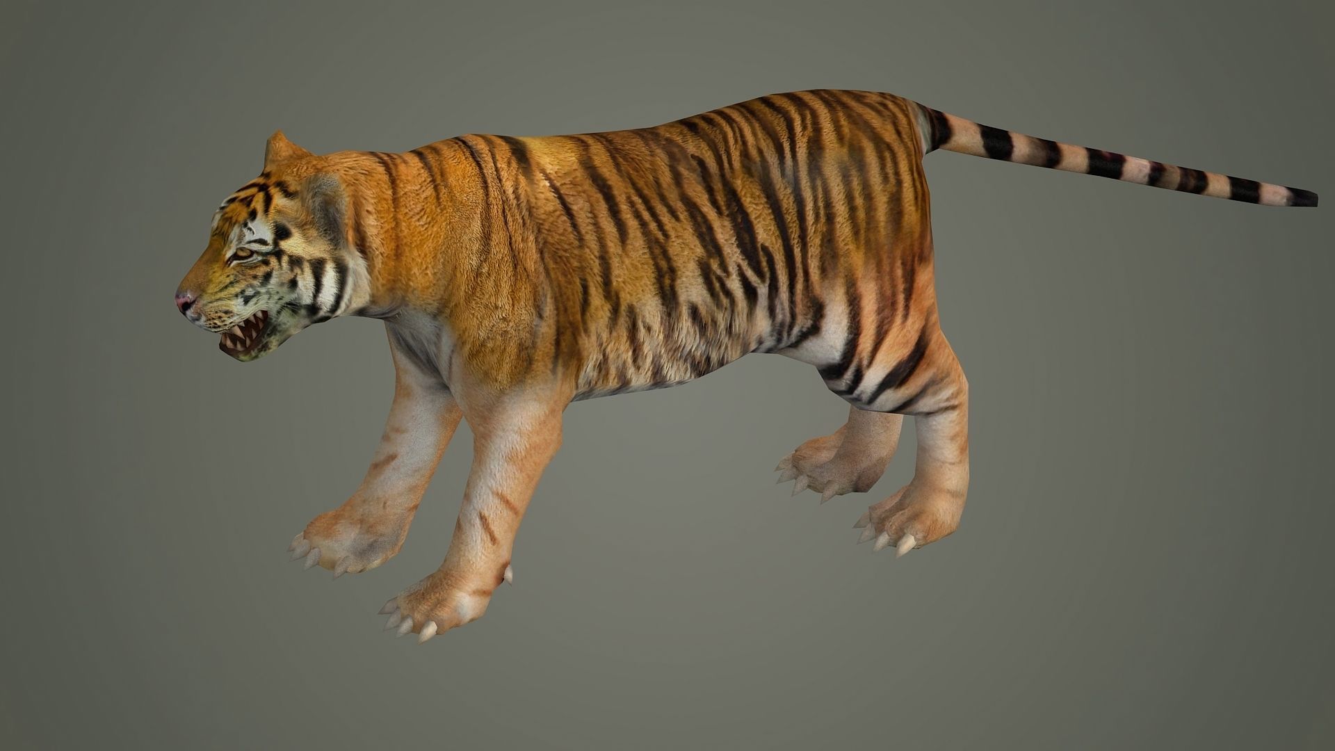 tiger wild cat lion zoo panther puma mammal nature panzer 3D model_1
