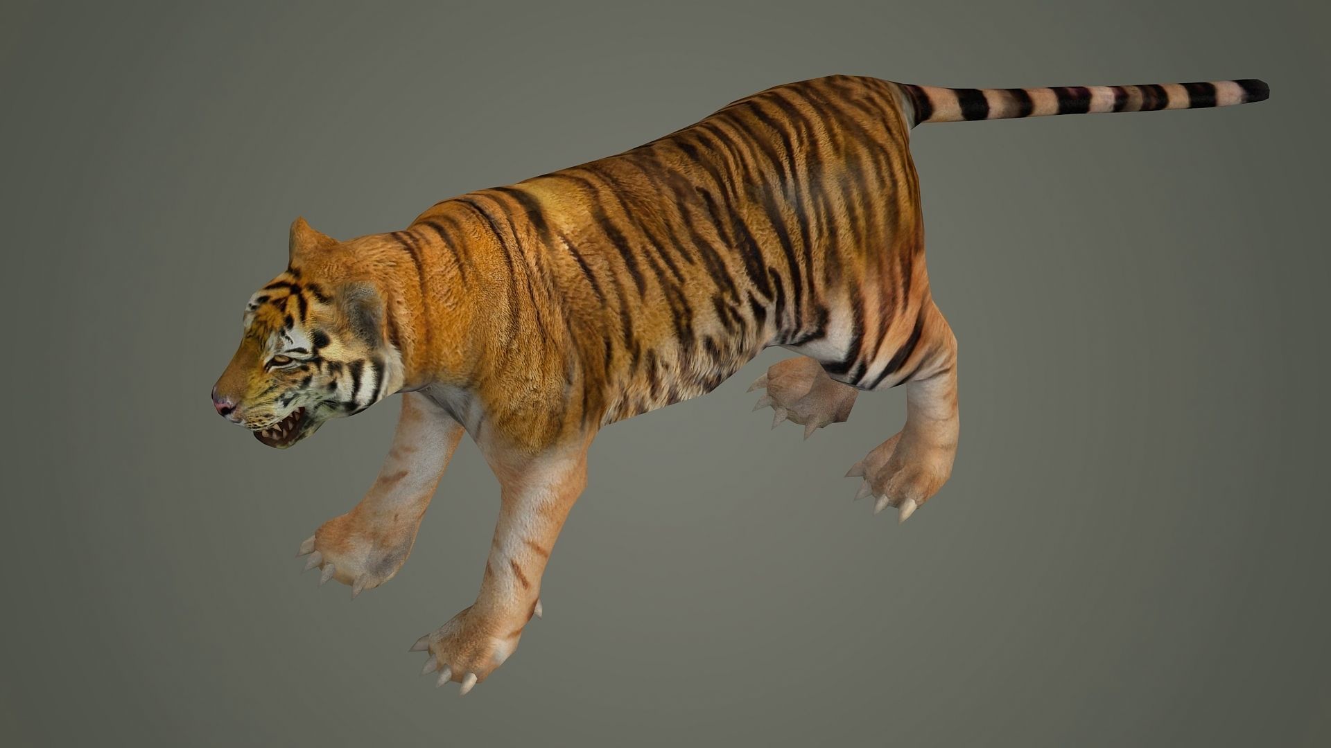 tiger wild cat lion zoo panther puma mammal nature panzer 3D model_3