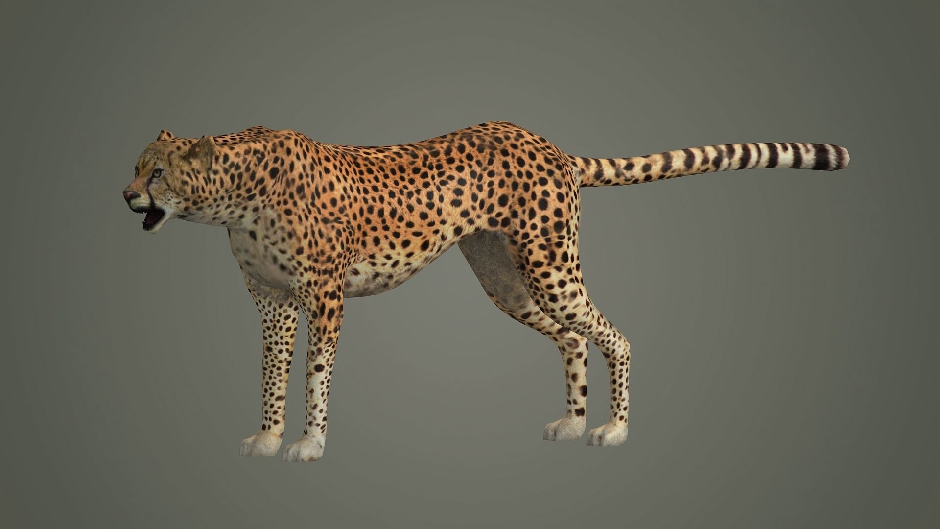 cheetah wildlife cat mammal leopard safari wild nature panthera  3D model_1