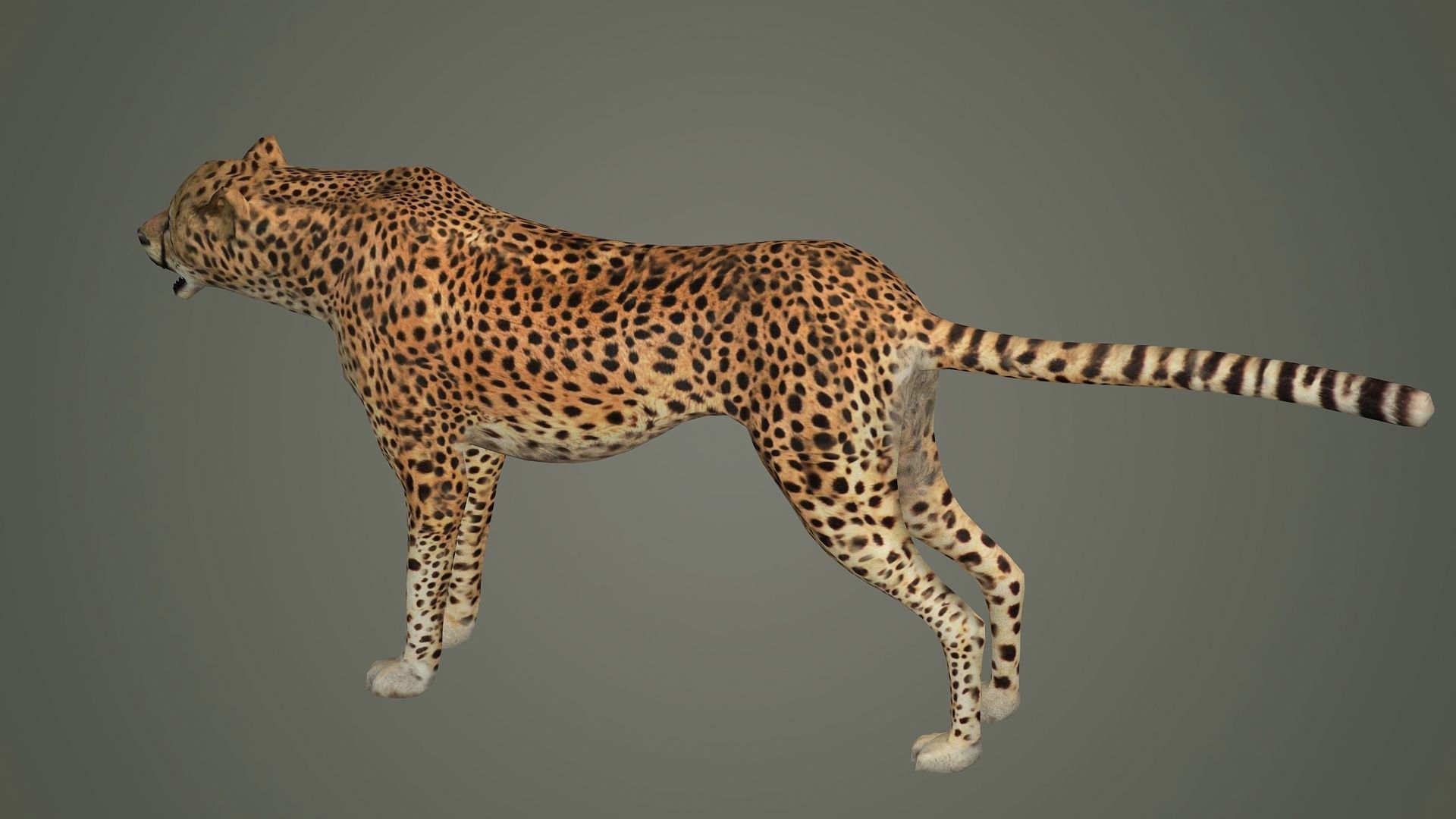 cheetah wildlife cat mammal leopard safari wild nature panthera  3D model_3