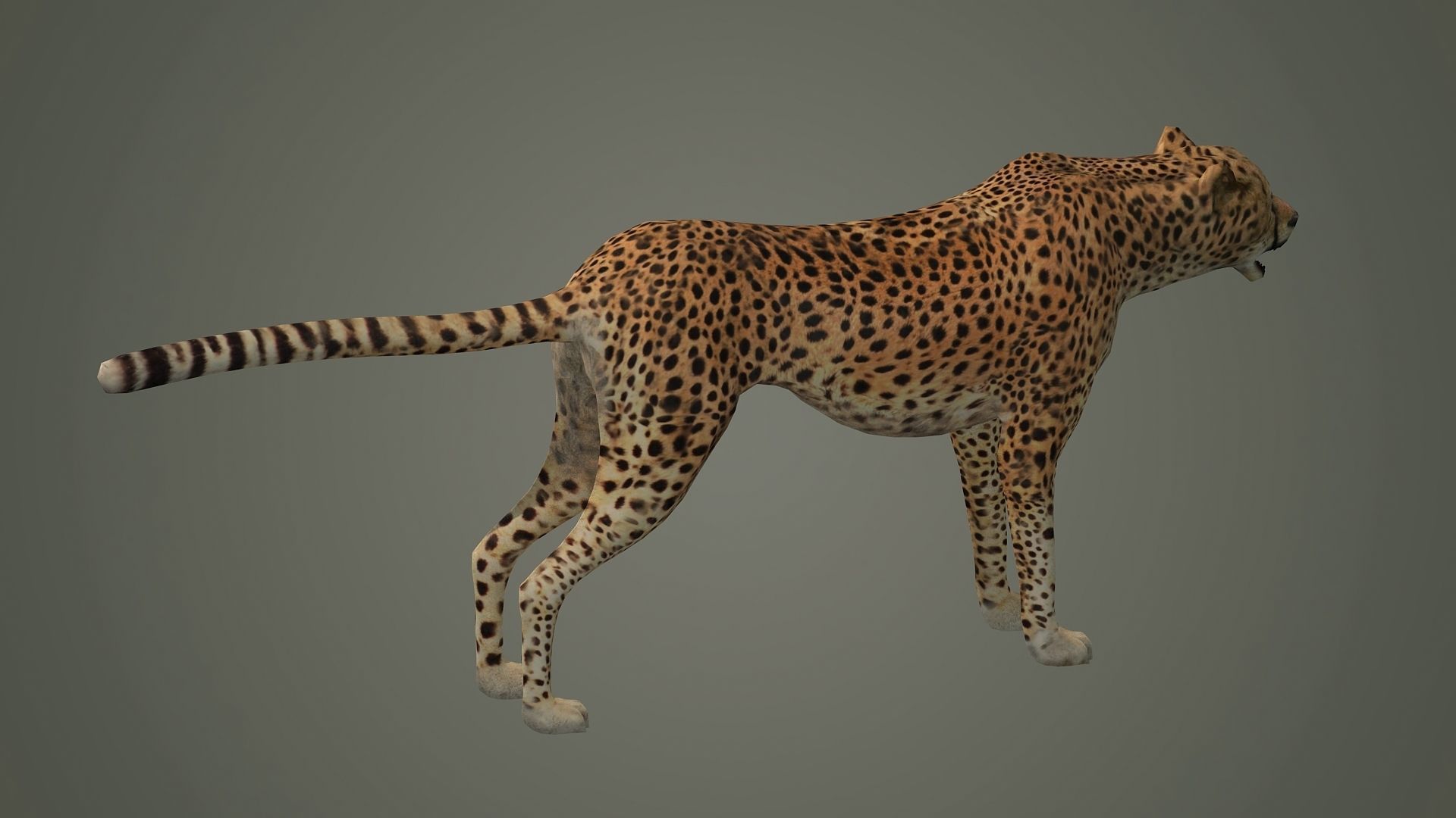 cheetah wildlife cat mammal leopard safari wild nature panthera  3D model_4