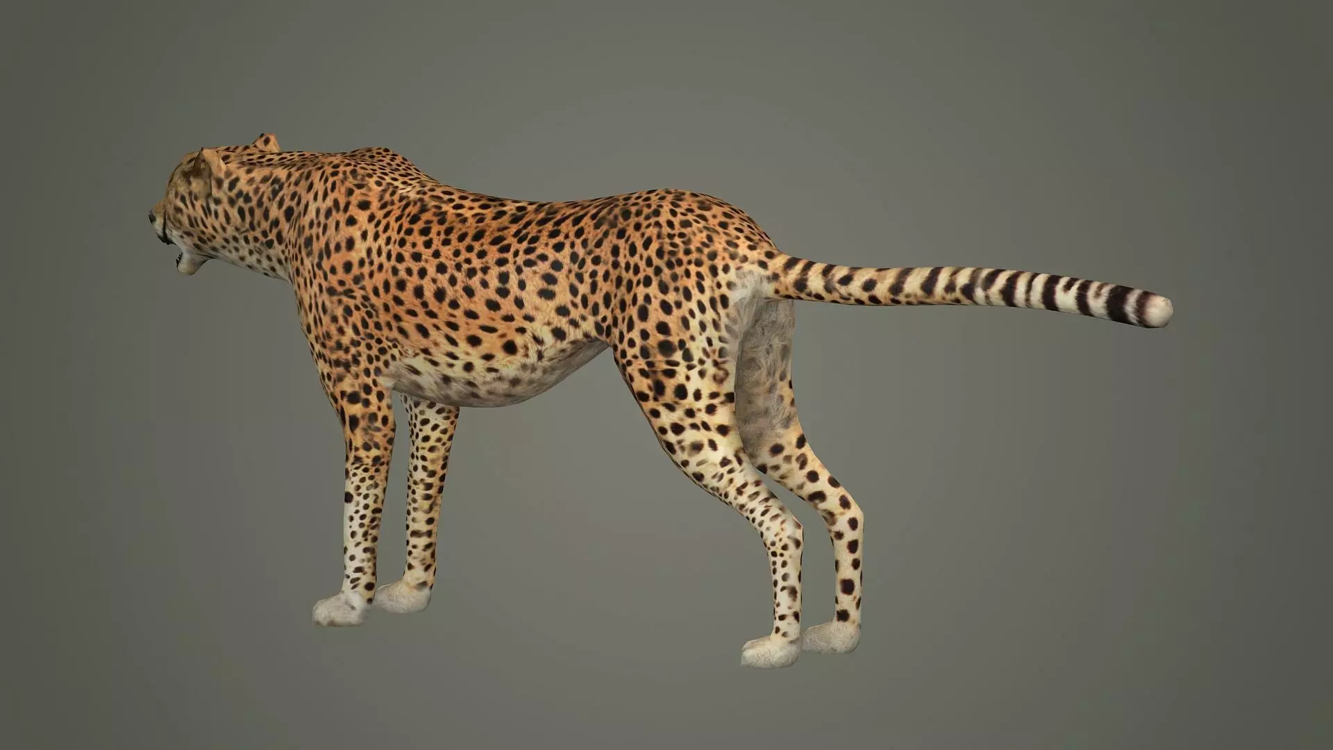 cheetah wildlife cat mammal leopard safari wild nature panthera  3D model_0