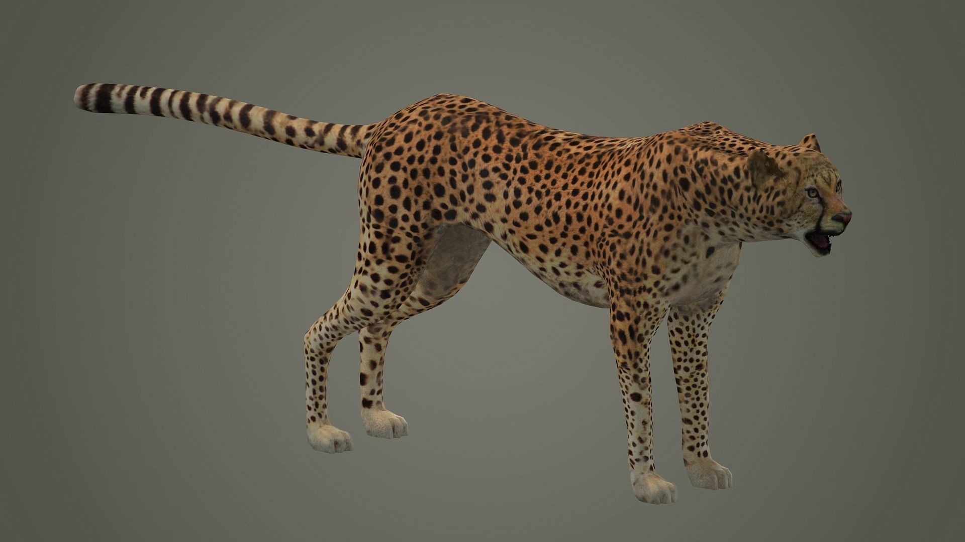cheetah wildlife cat mammal leopard safari wild nature panthera  3D model_2
