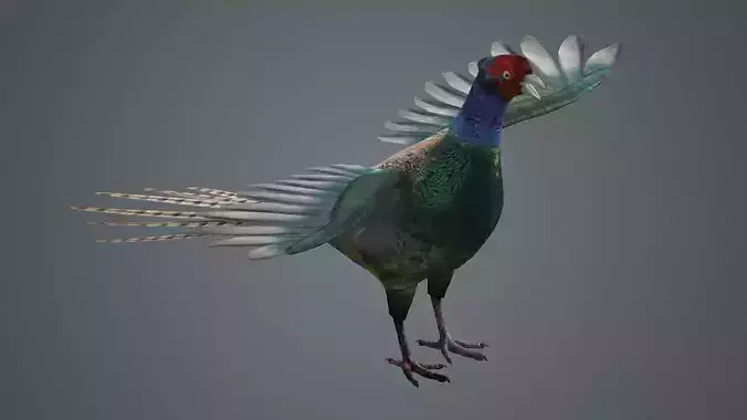 pheasant bird feathers feather birds animals  nature