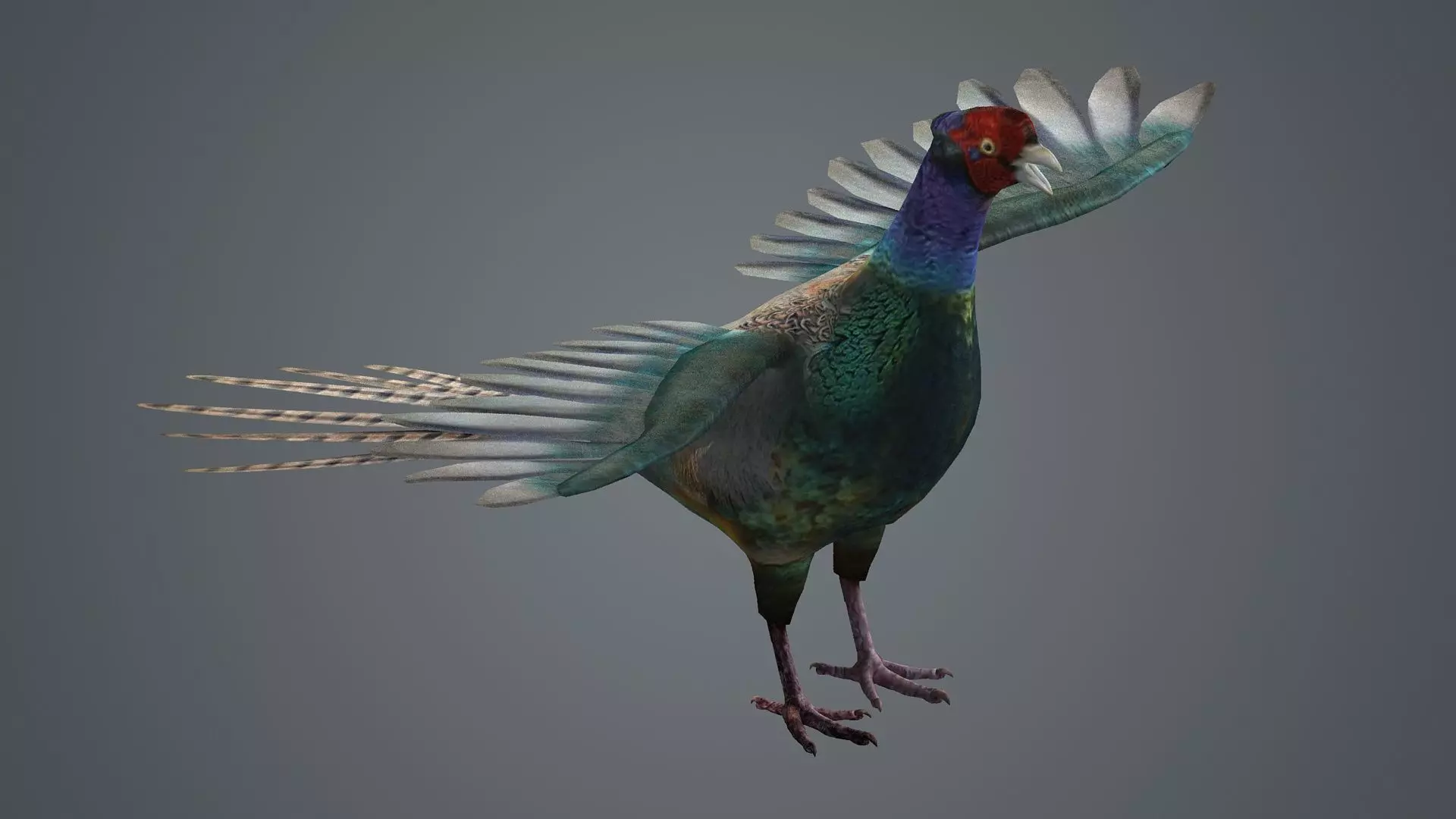 pheasant bird feathers feather birds animals  nature 3D model_0