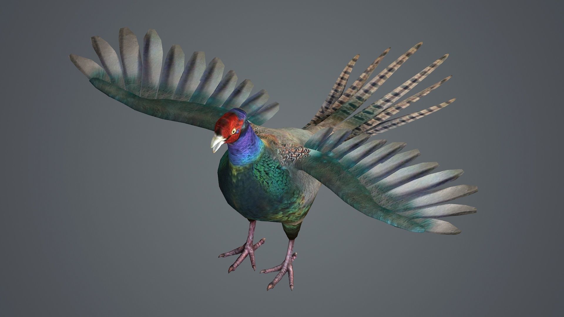 pheasant bird feathers feather birds animals  nature 3D model_3
