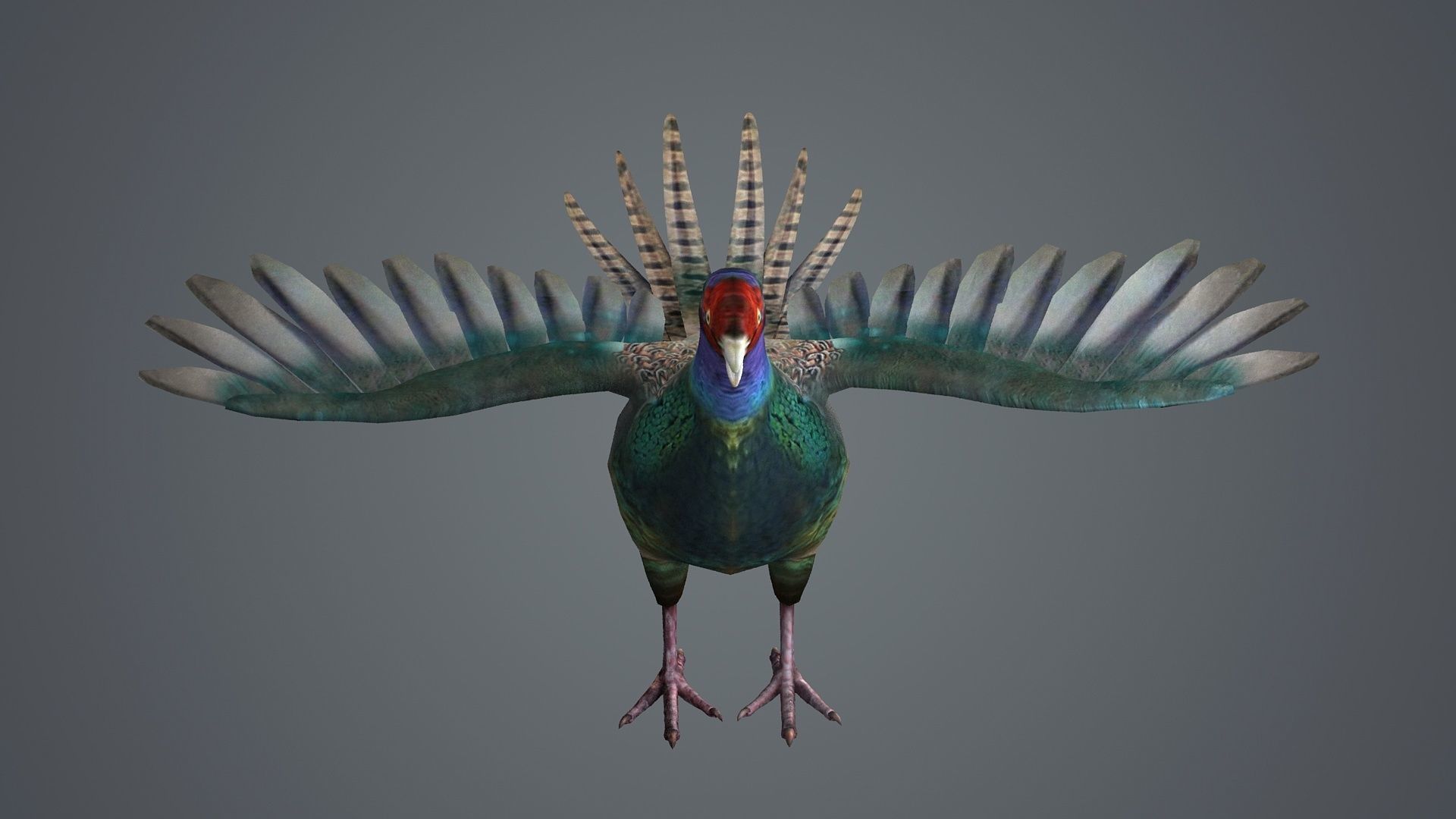 pheasant bird feathers feather birds animals  nature 3D model_1