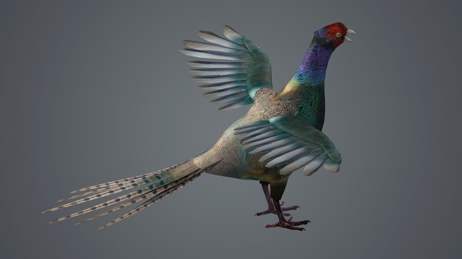 pheasant bird feathers feather birds animals  nature 3D model_4