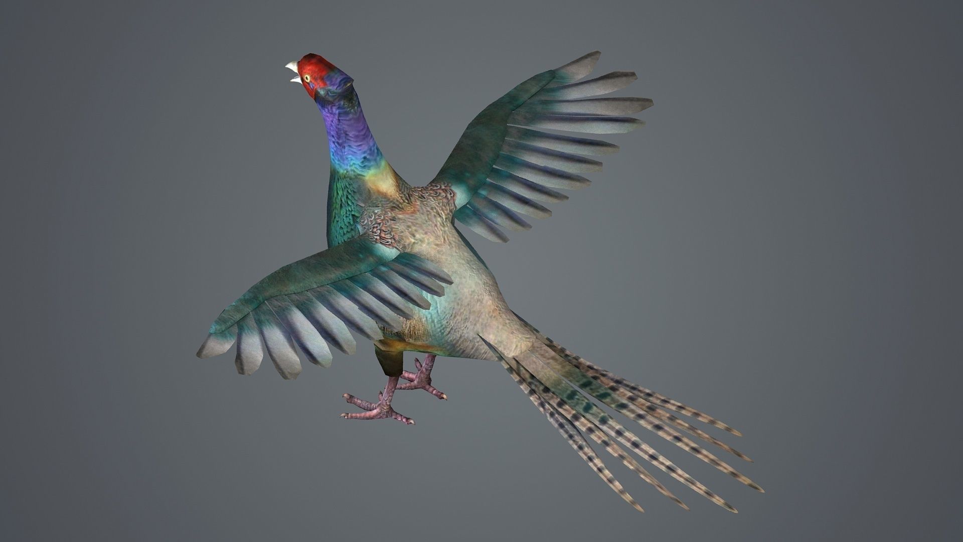 pheasant bird feathers feather birds animals  nature 3D model_2