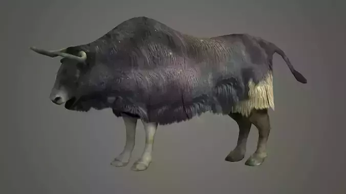 animals mammal animation nature wild ox yak domestic yak