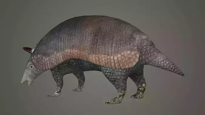 armadillo animal mammal critter wild zoo dasypus