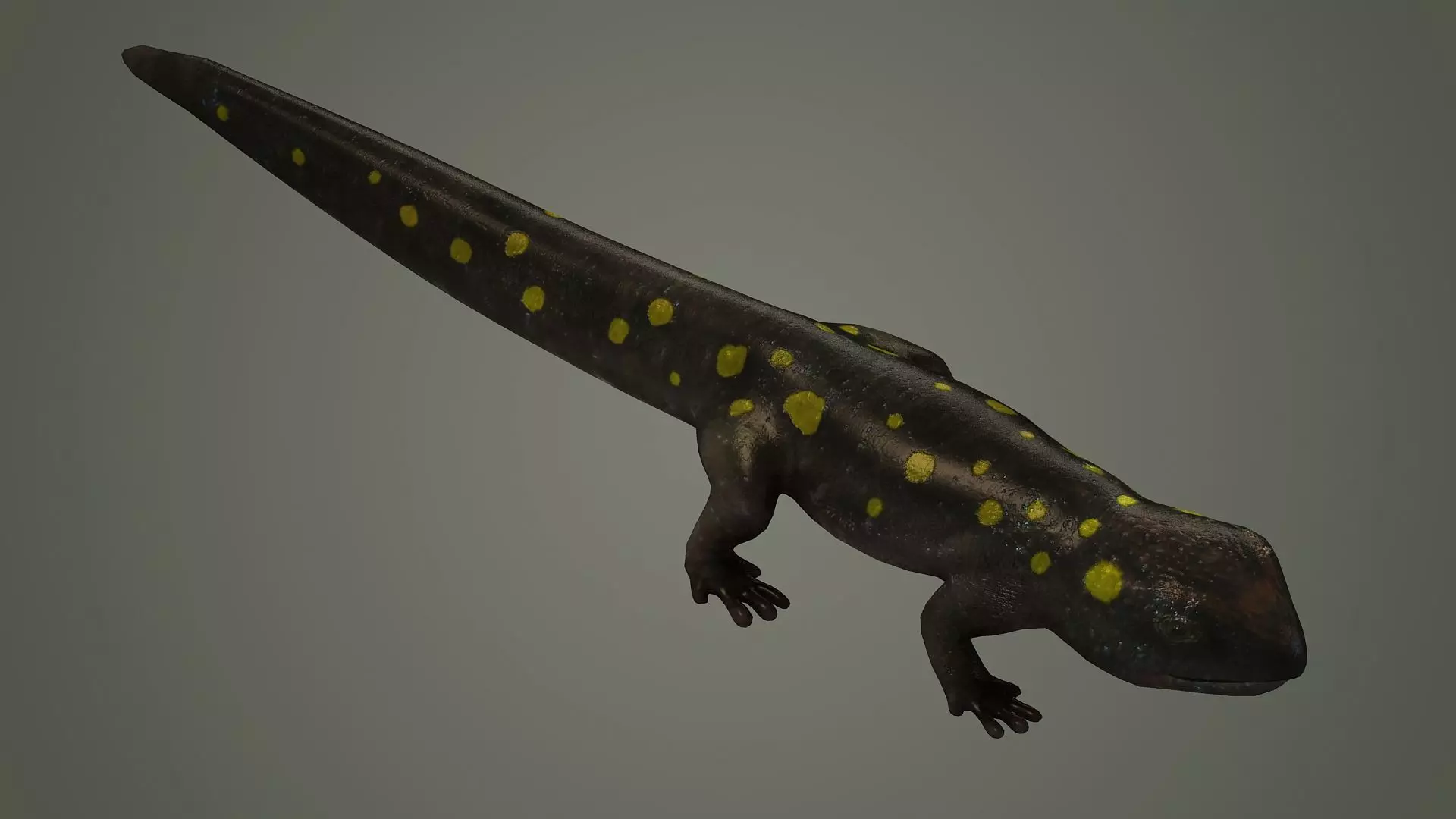 salamander reptile lizard animals nature iguana newt 3D model
