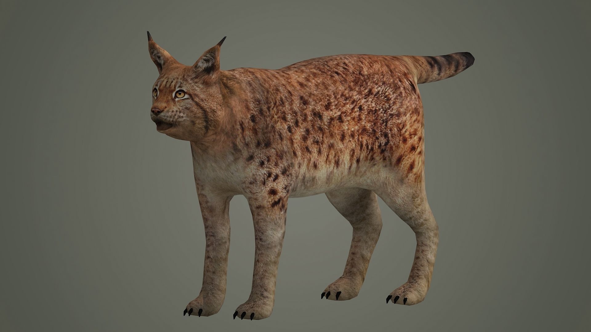 lynx lion lioness leopard animal wildlife bobcat animals 3D model_1