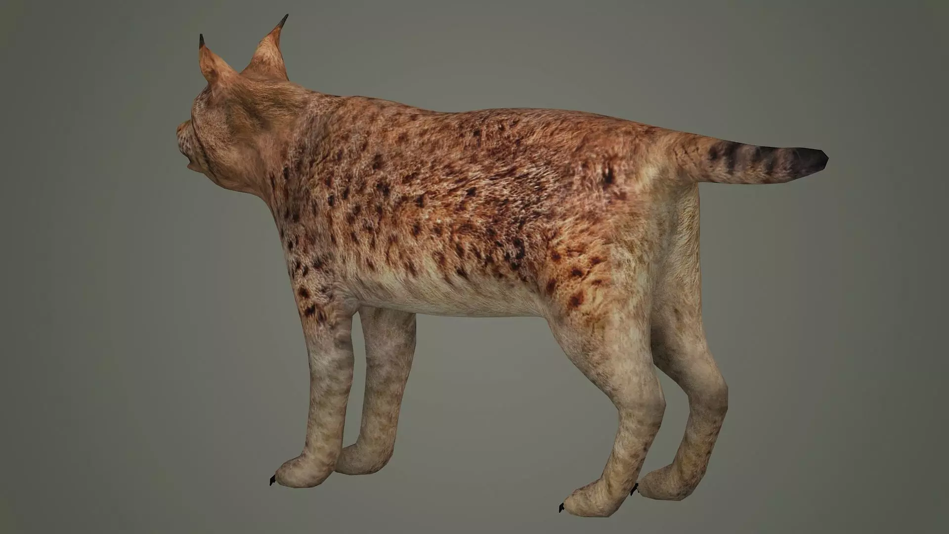 lynx lion lioness leopard animal wildlife bobcat animals 3D model_0