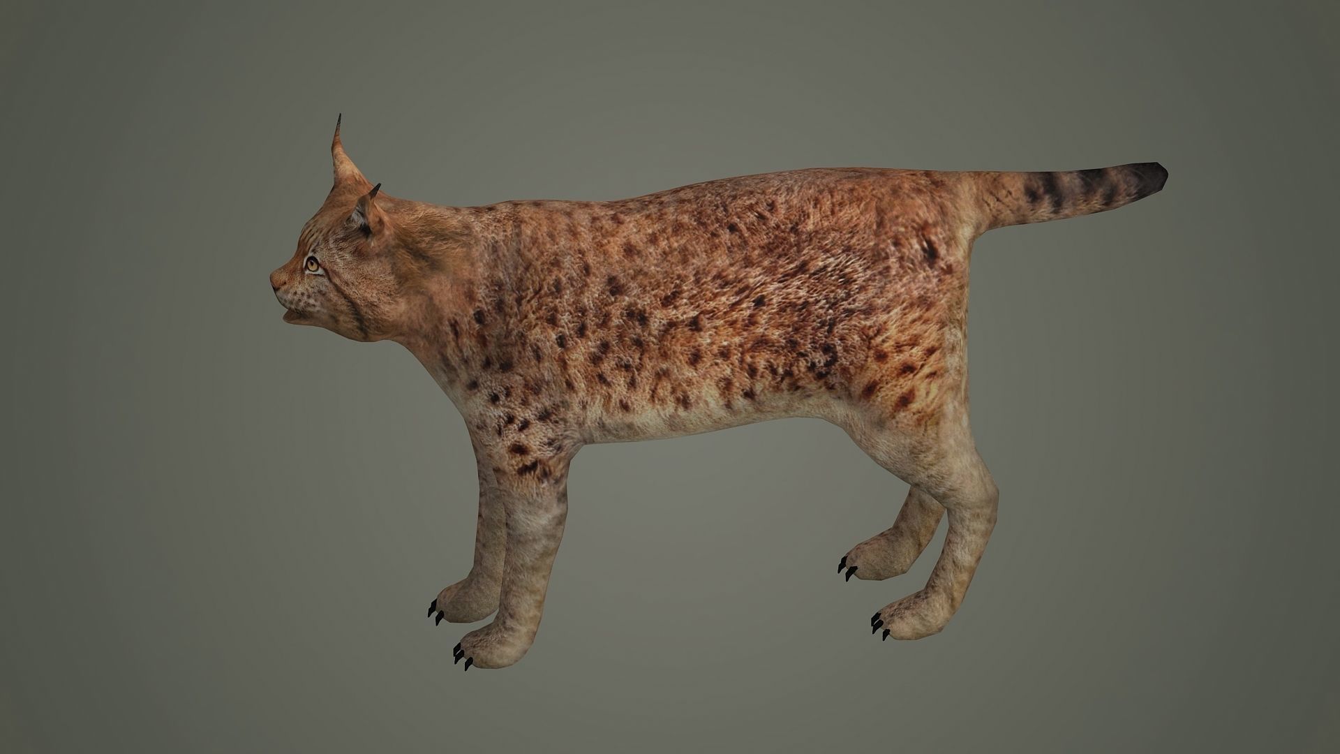 lynx lion lioness leopard animal wildlife bobcat animals 3D model_3