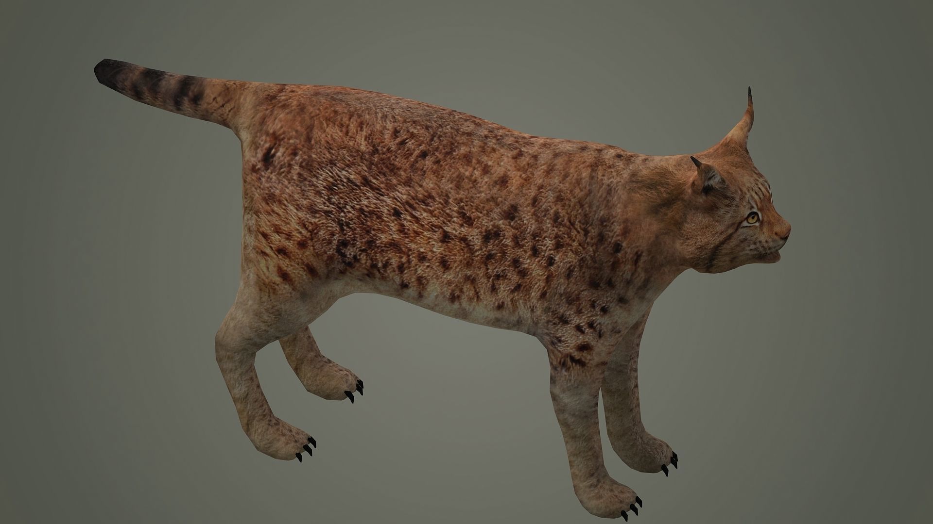lynx lion lioness leopard animal wildlife bobcat animals 3D model_2