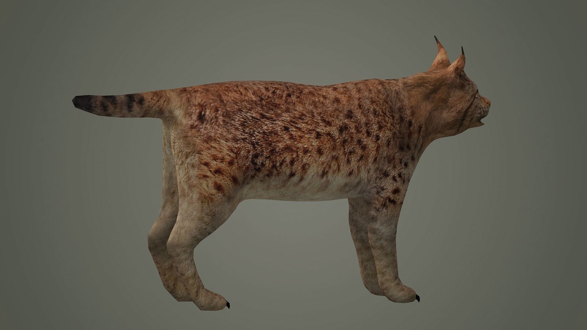 lynx lion lioness leopard animal wildlife bobcat animals 3D model_4