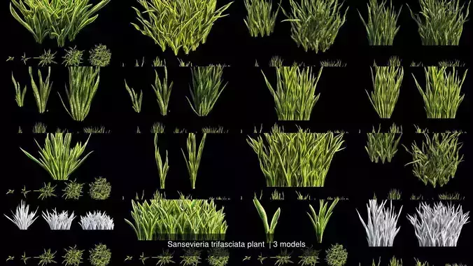 Sansevieria trifasciata plant  3D Model Collection