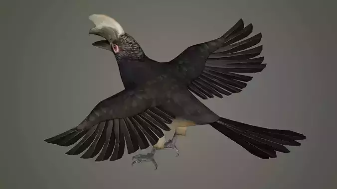 bird wildlife nature wild realistic animals feather hornbill 