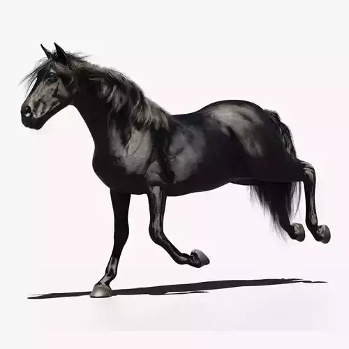 Black horse animated