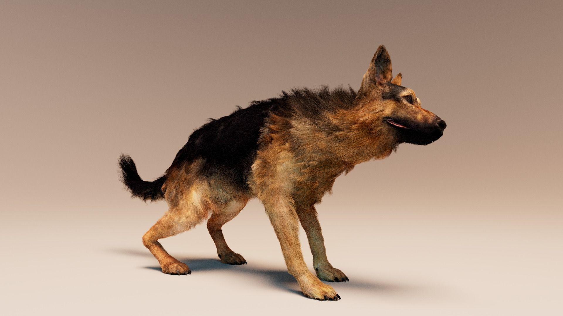 German Shepherd   Dynamics   Rigged   Animated 3D model_5