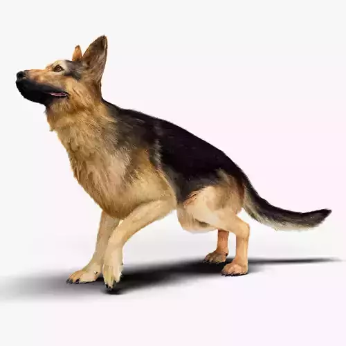 German Shepherd   Dynamics   Rigged   Animated 3D model