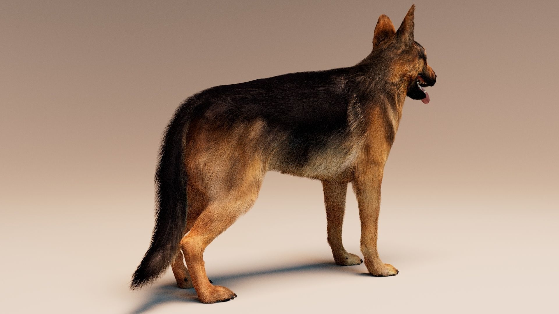German Shepherd   Dynamics   Rigged   Animated 3D model_7