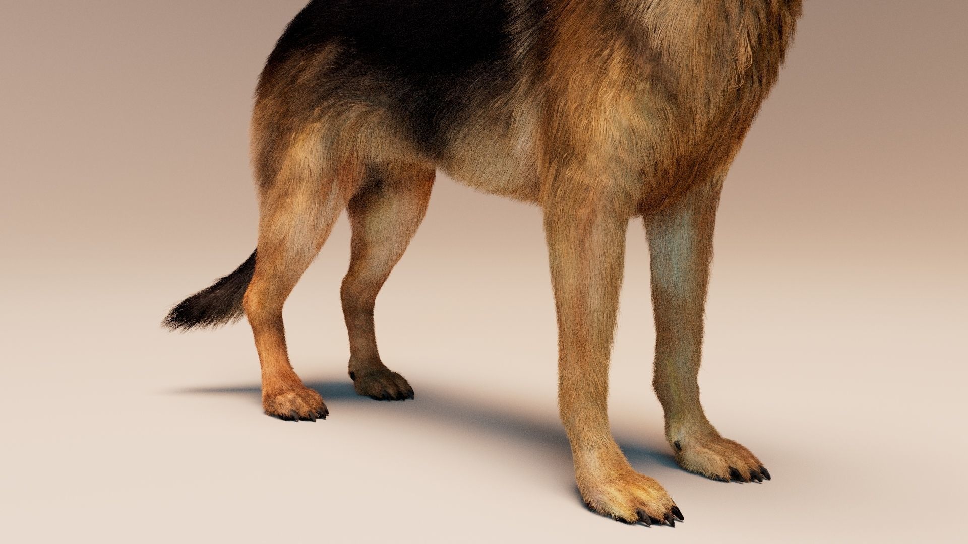 German Shepherd   Dynamics   Rigged   Animated 3D model_9