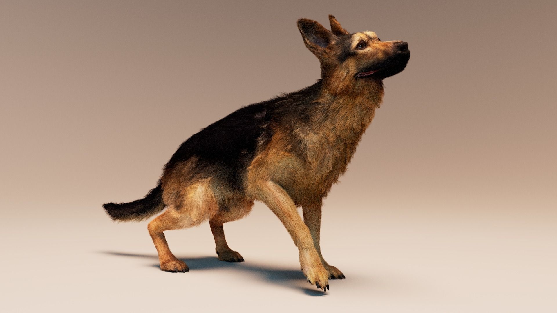 German Shepherd   Dynamics   Rigged   Animated 3D model_2