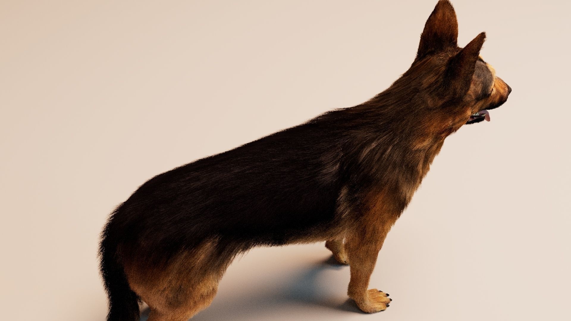 German Shepherd   Dynamics   Rigged   Animated 3D model_8