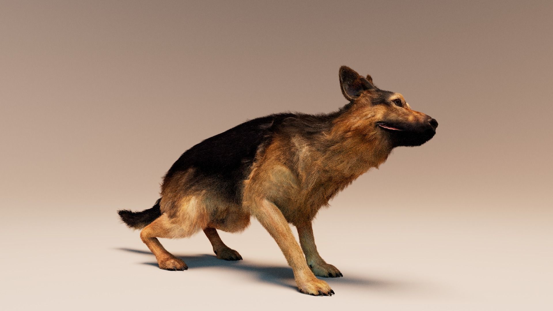 German Shepherd   Dynamics   Rigged   Animated 3D model_3