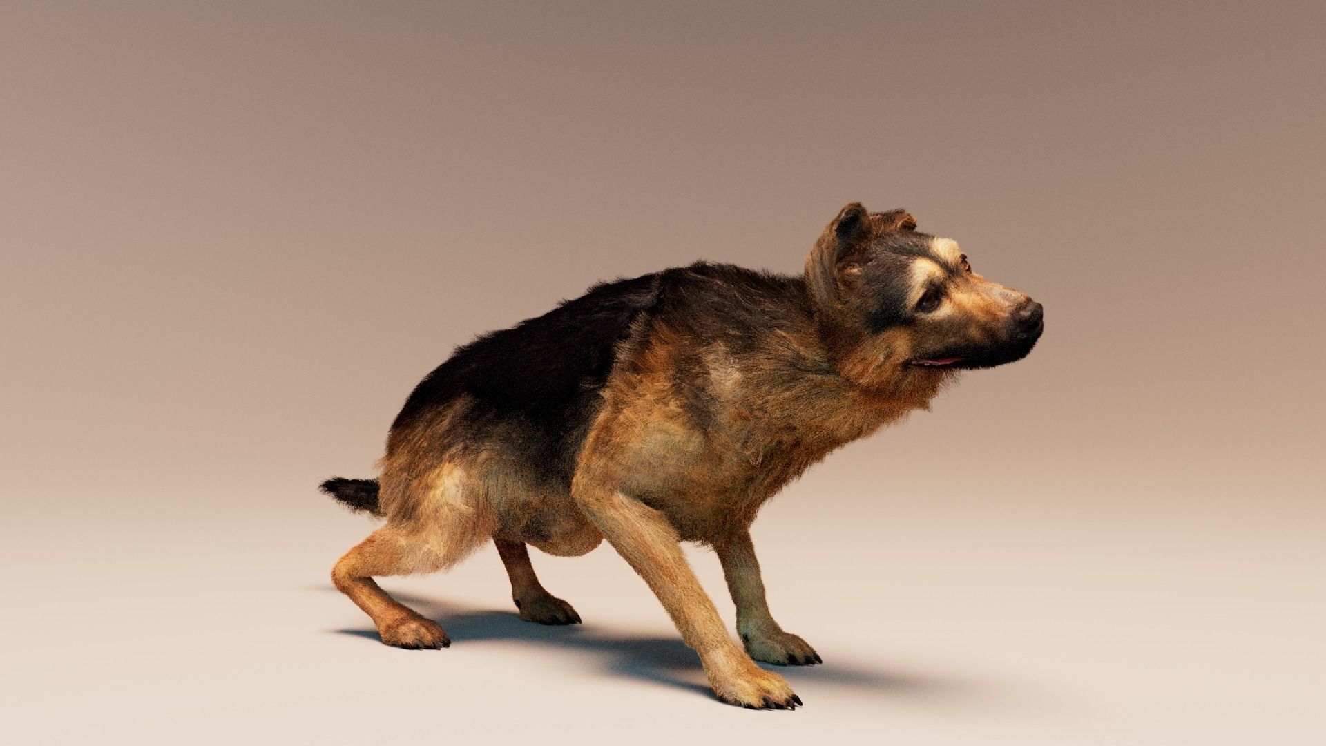 German Shepherd   Dynamics   Rigged   Animated 3D model_4
