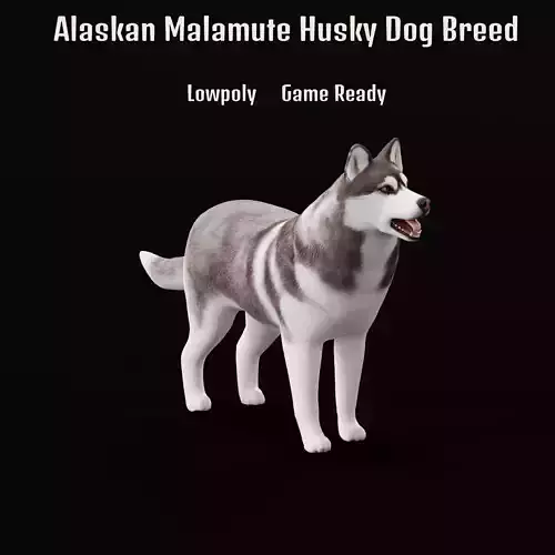 Alaskan Malamute Husky Dog