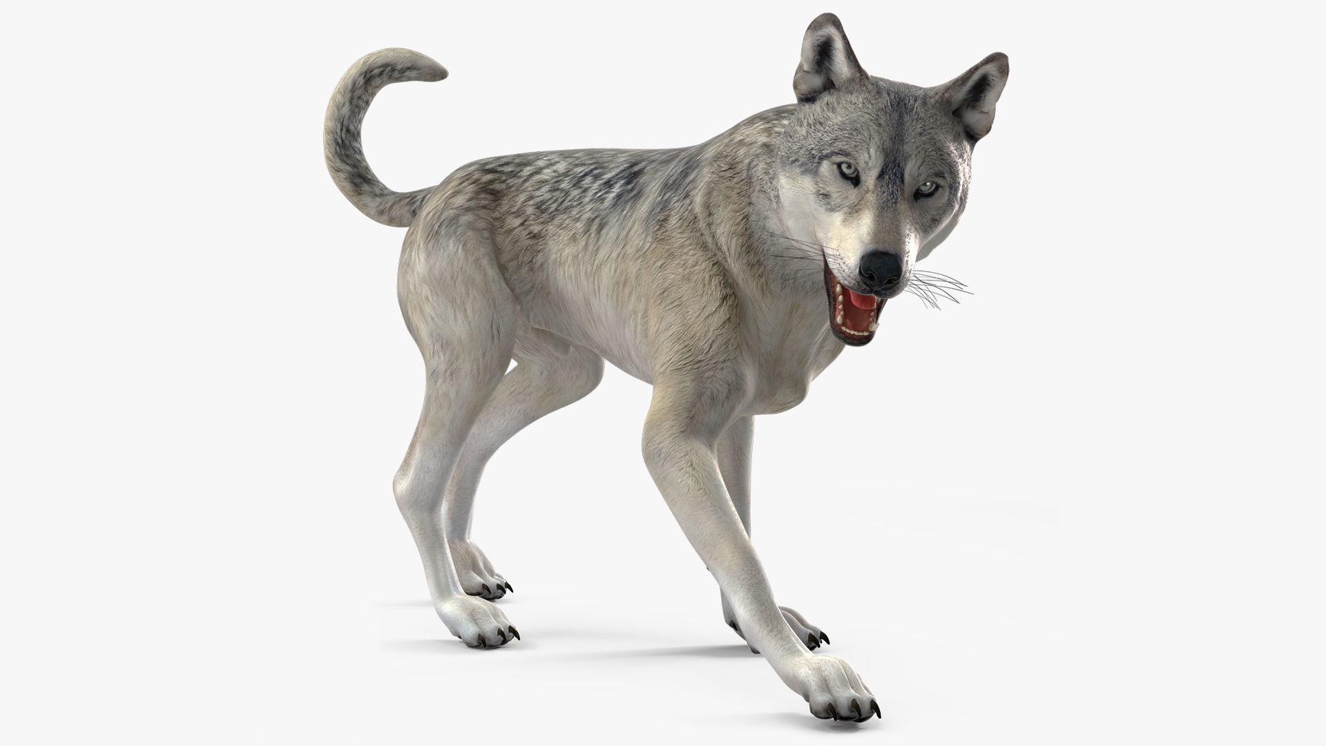 Wolf Rigged 3D model
