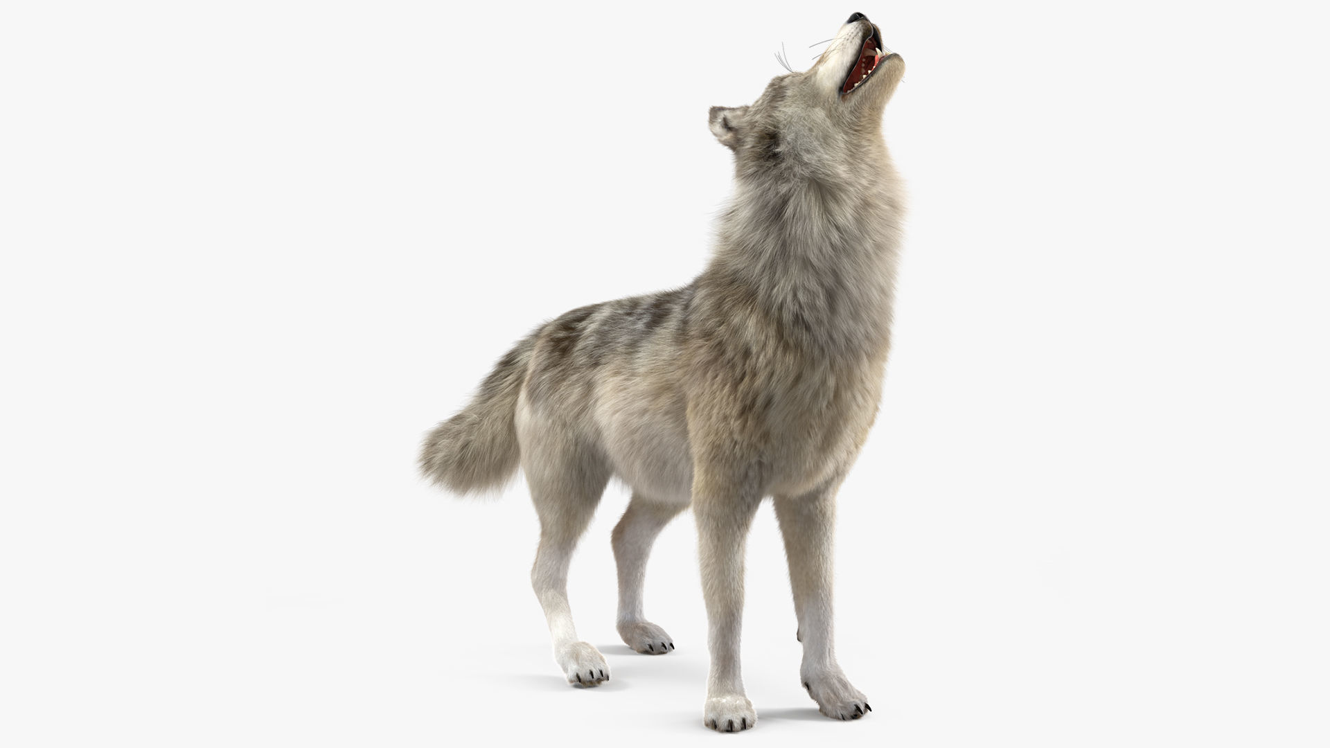 Canis Lupus Fur Rigged 3D model