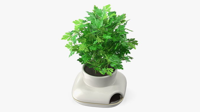 Parsley in Sagaform Single Herb Pot White 3D model