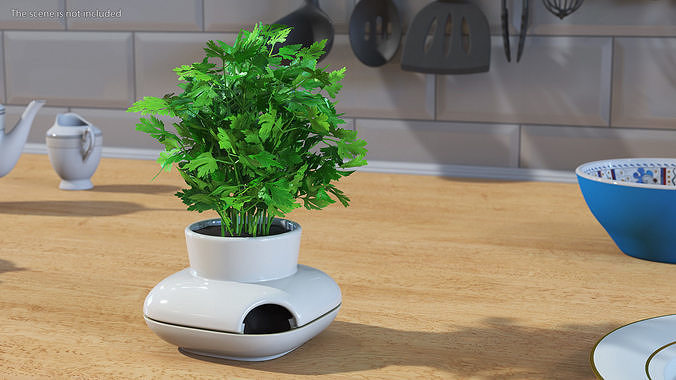 Parsley in Sagaform Single Herb Pot White 3D model 3