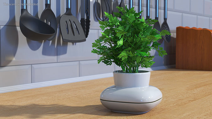 Parsley in Sagaform Single Herb Pot White 3D model 5