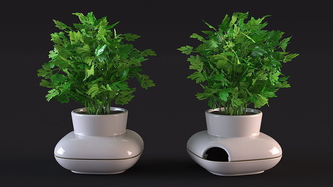 Parsley in Sagaform Single Herb Pot White 3D model 6