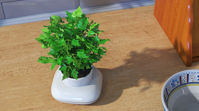 Parsley in Sagaform Single Herb Pot White 3D model 4